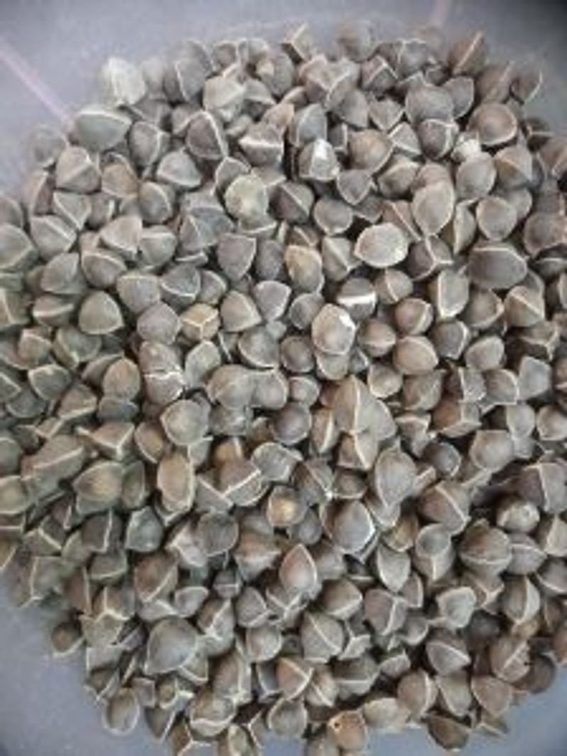 Moringa Seeds