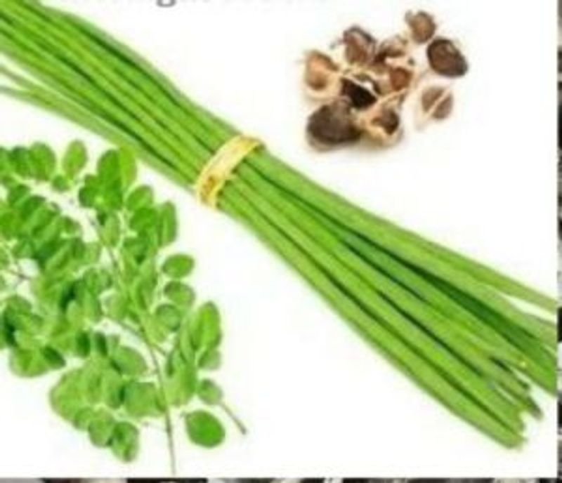 Moringa Oil, Moringa Oleifera