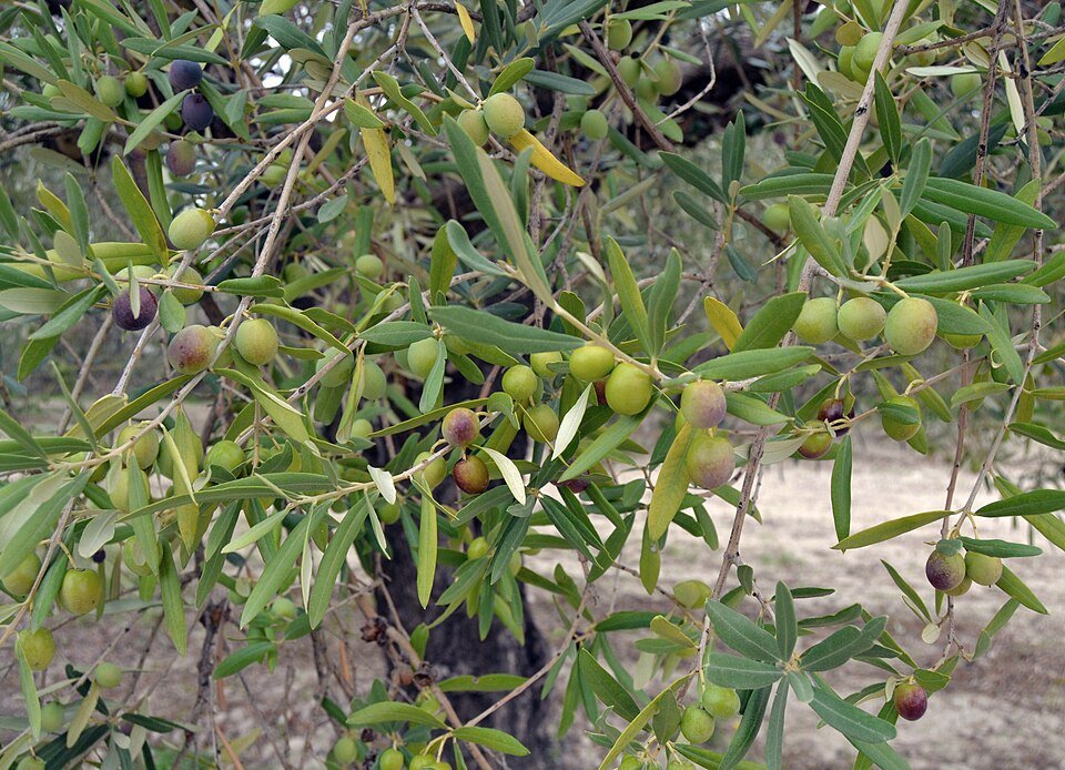 olive green (Mulbverry Plant)