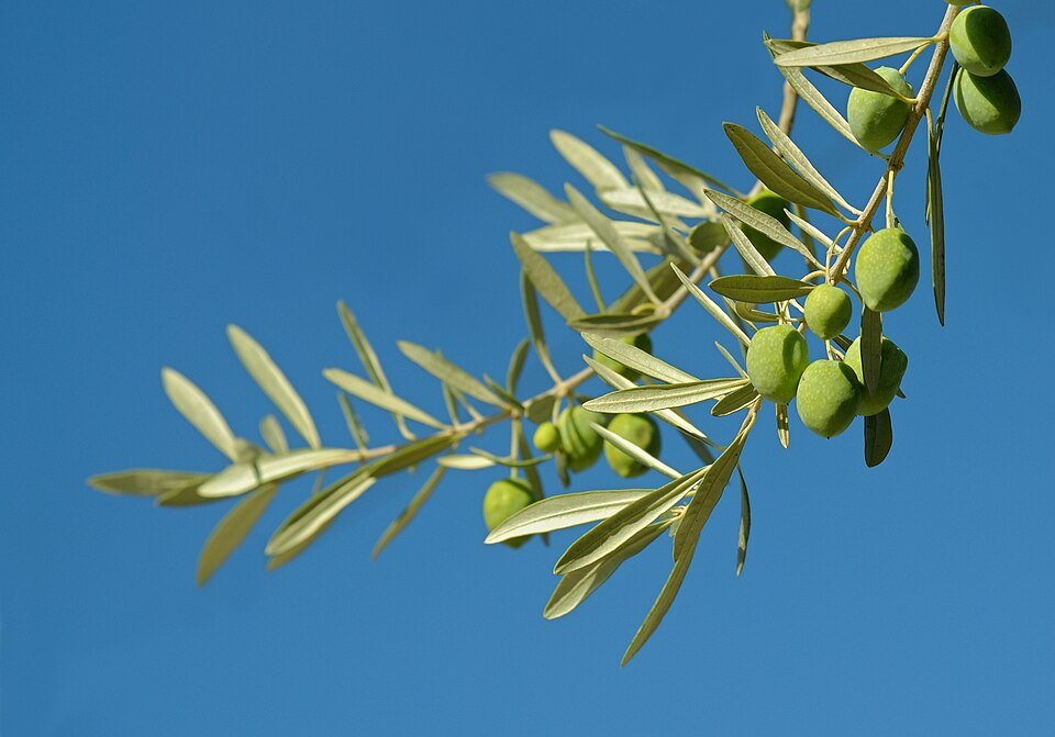 Premium High-Polyphenol Extra Virgin Olive Oil (EVOO) - Early Harvest.