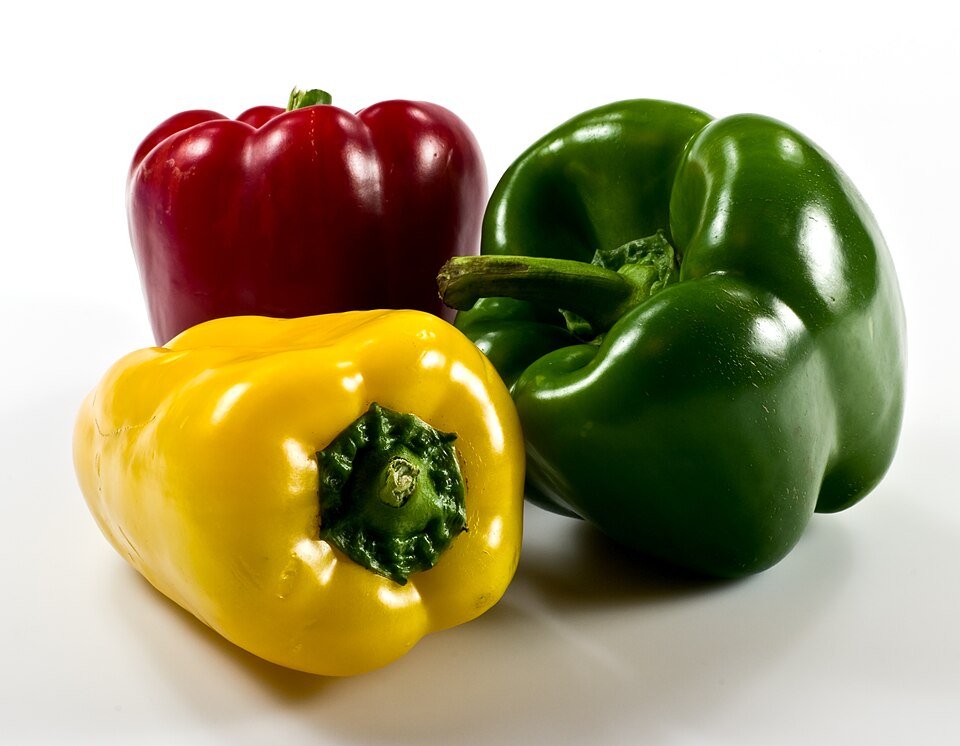 genus capsicum