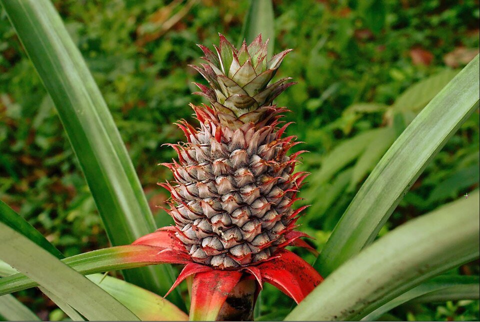 Bromelain