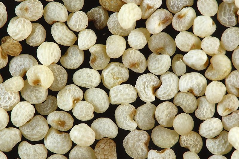Foxnuts