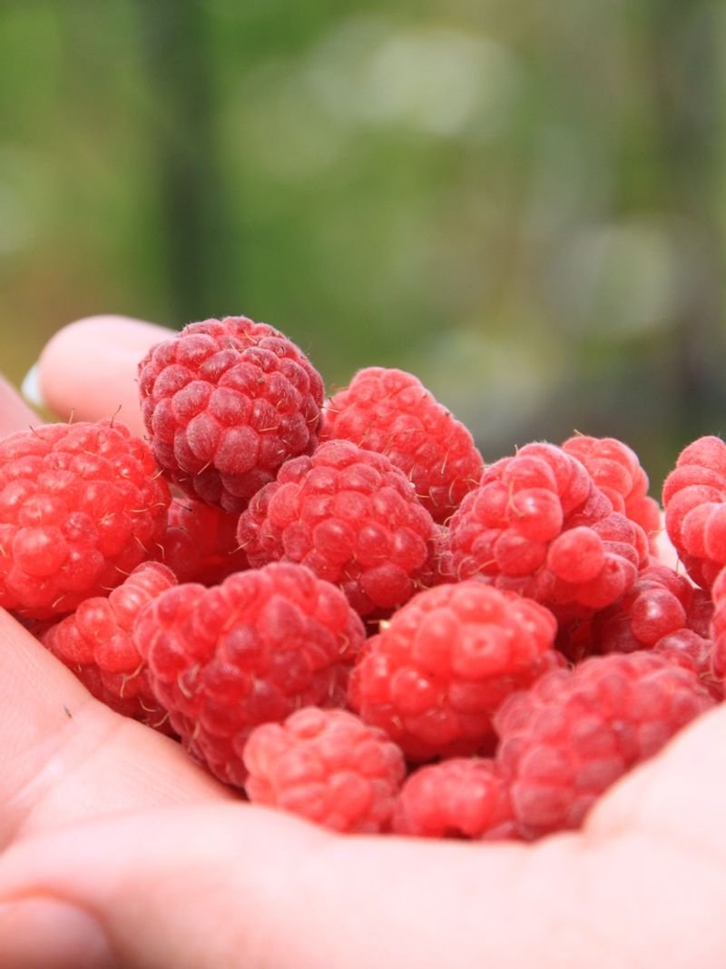 Bio Certified Raspberries