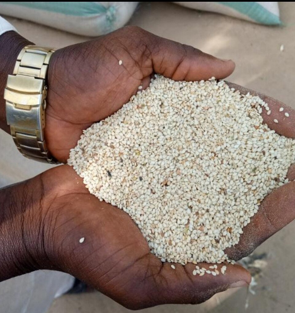 Cattle Feed Millet
