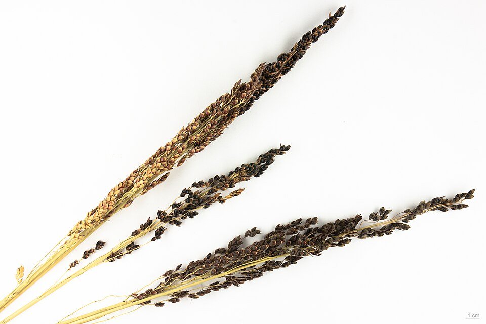Dried Seaweed - Euchema Cottonii