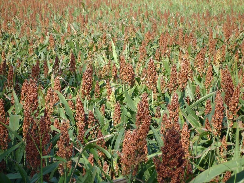 Sorghum (Jowar)