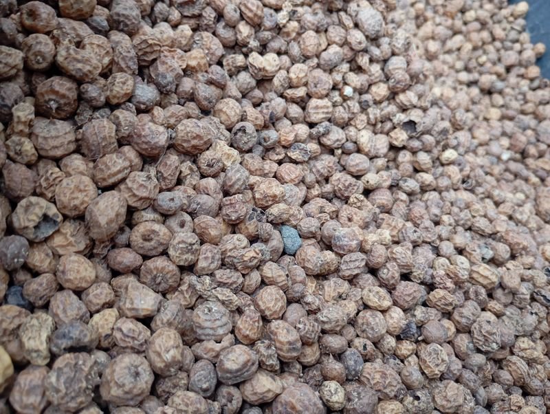 Ground nut Java 80/90