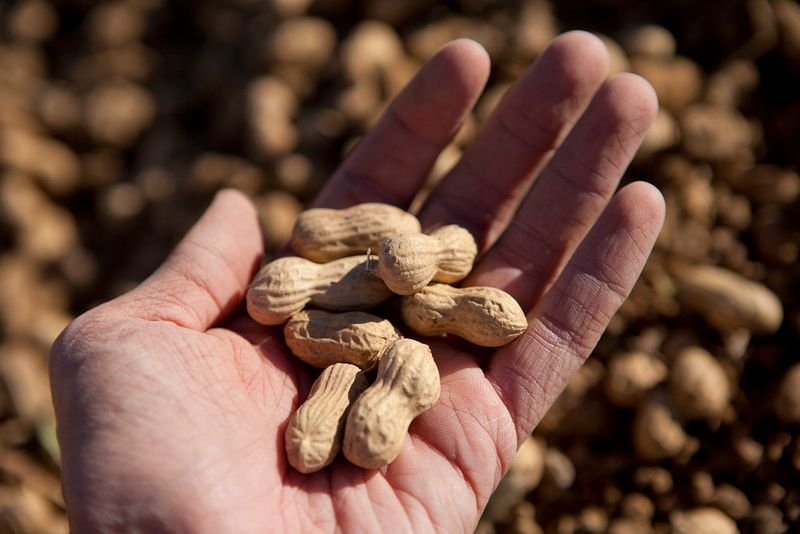 Bio Certified Walnuts
