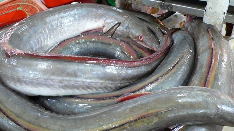 FROZEN FISH SKIPJACK TUNA WHOLE INDONESIA ORIGIN