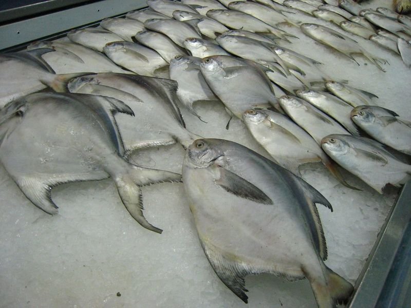 Precooked Bonito Loin