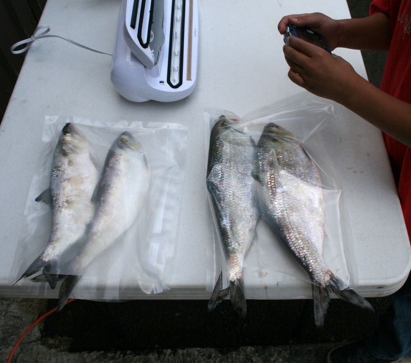 Spanish Mackerel