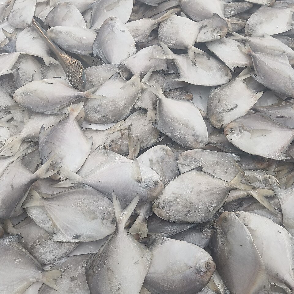 White Pomfret