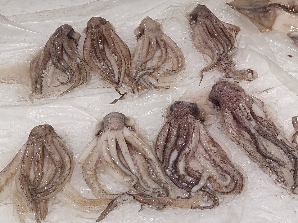 Eucheumatosis isiformis