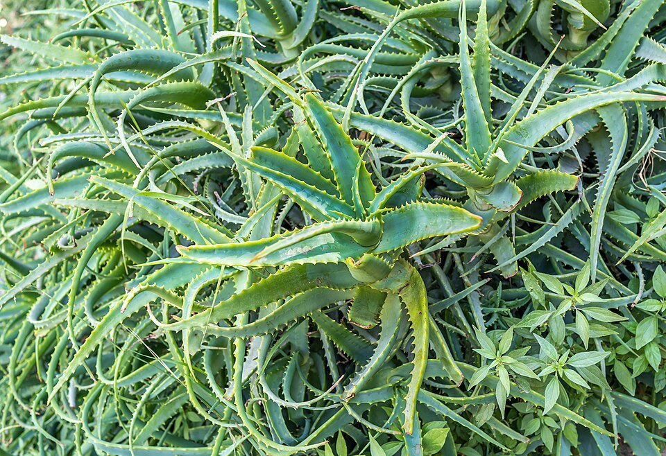 Aloe Vera Leaves