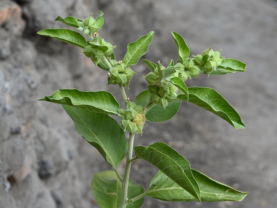 green cardamon