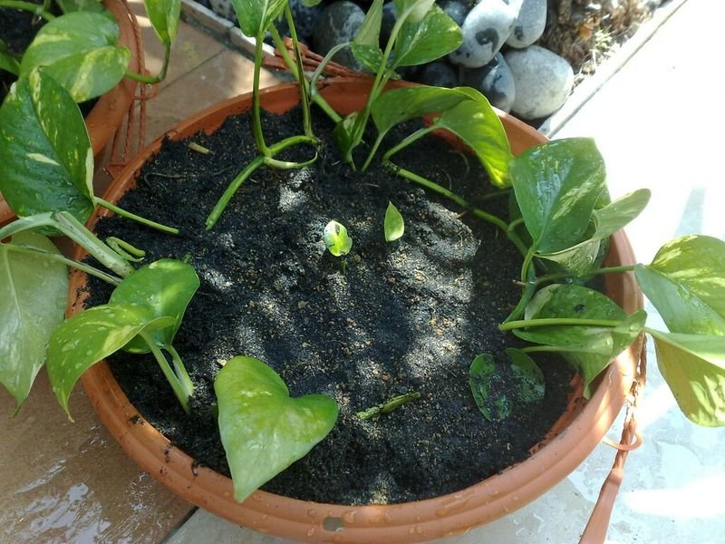 mini  hydro pover  plant container version