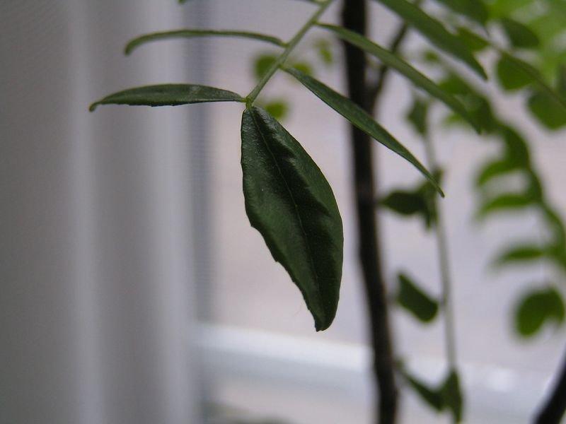 Banana leaf