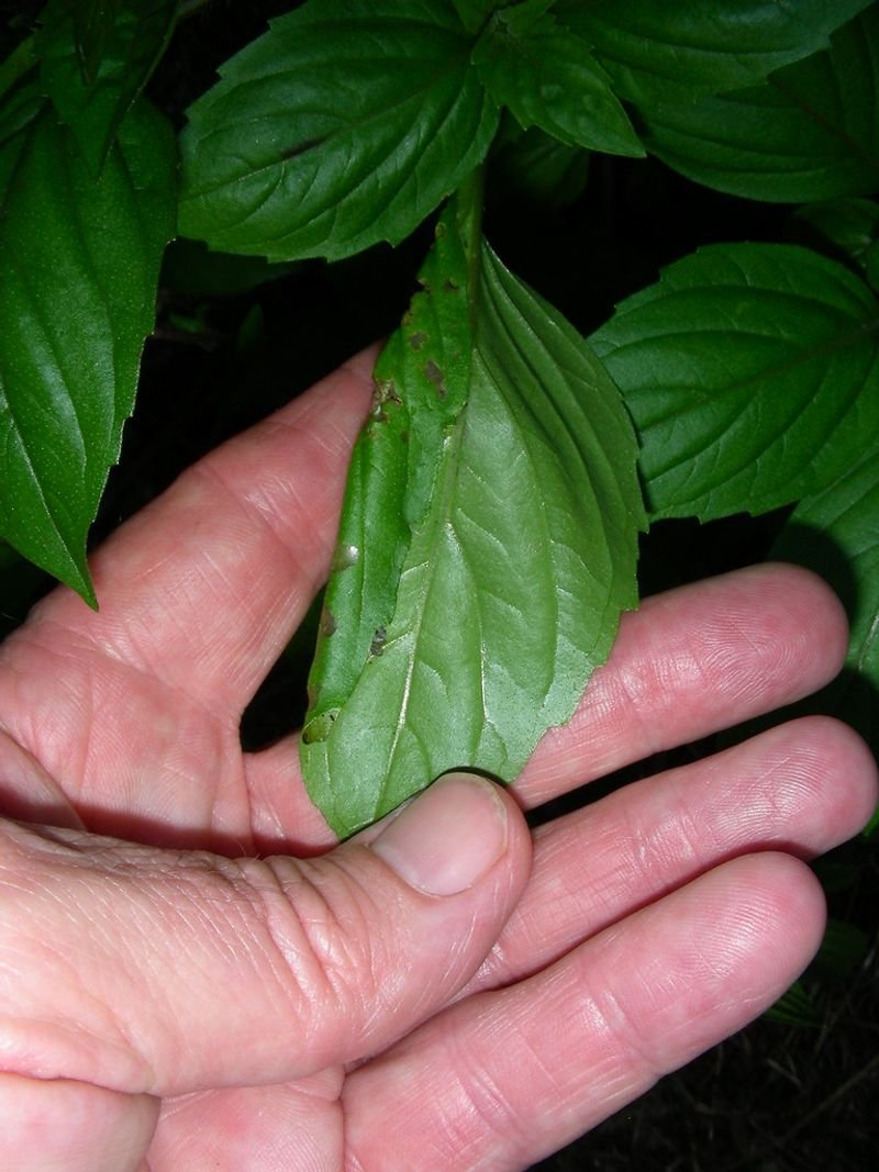 Betel leaf