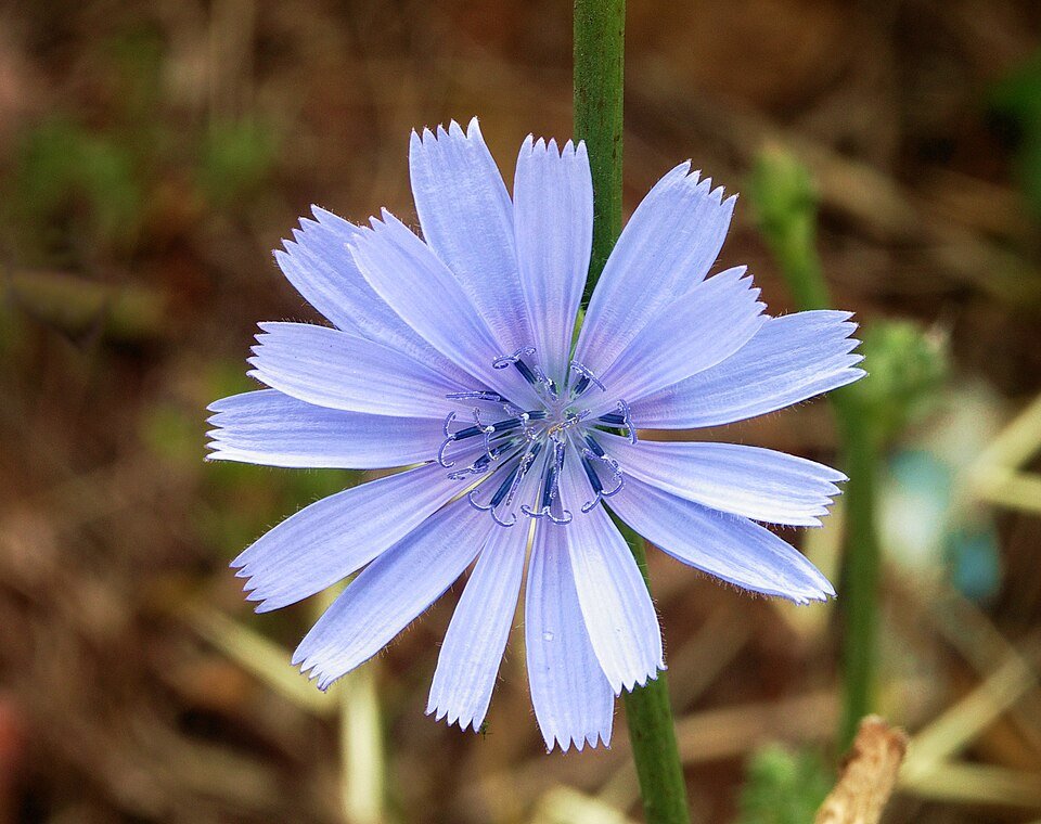 Chicory Root