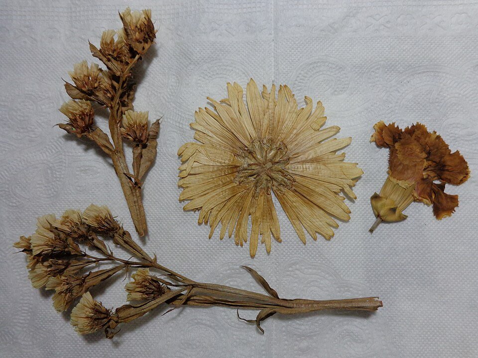 Common Sunflower, Dried