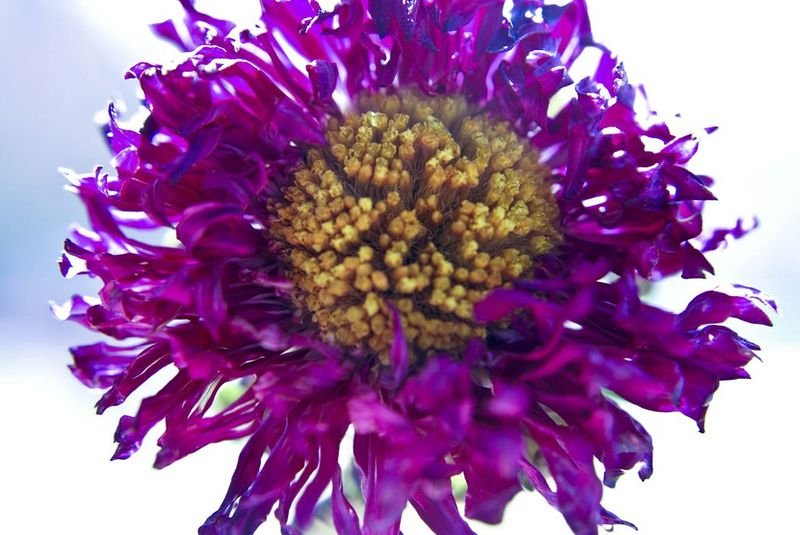 Milk thistle extract