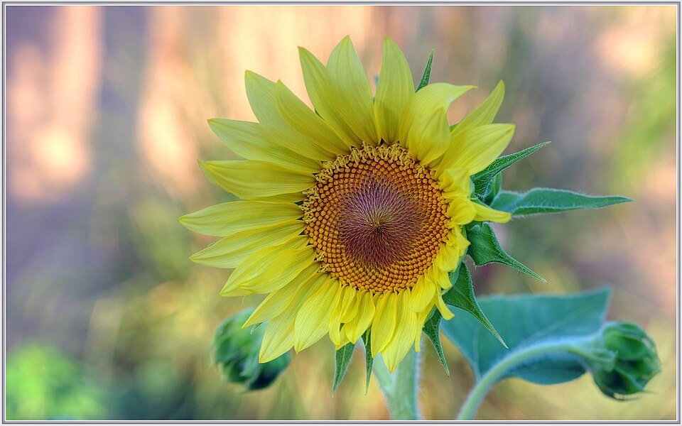 Sunth