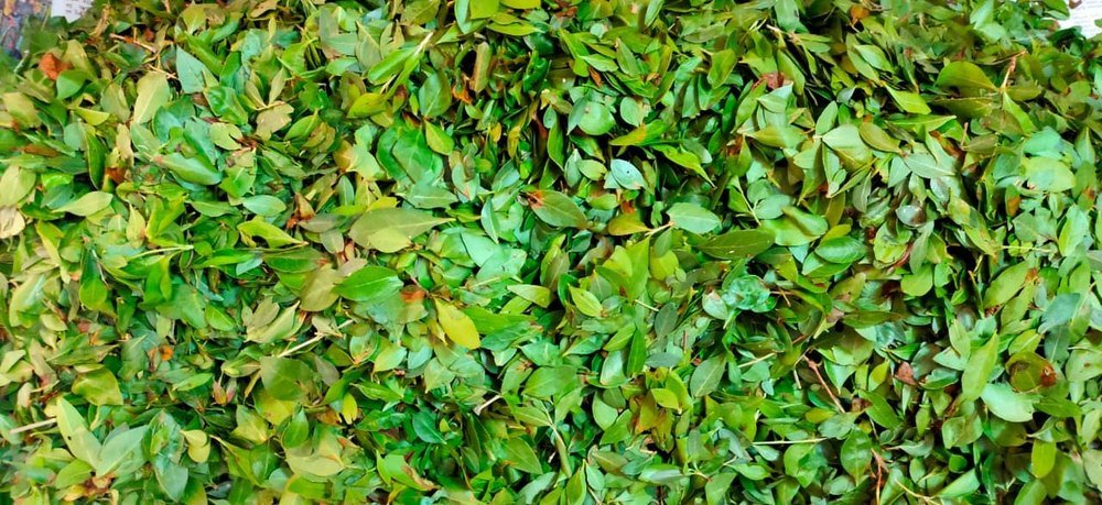 Fenugreek leaves