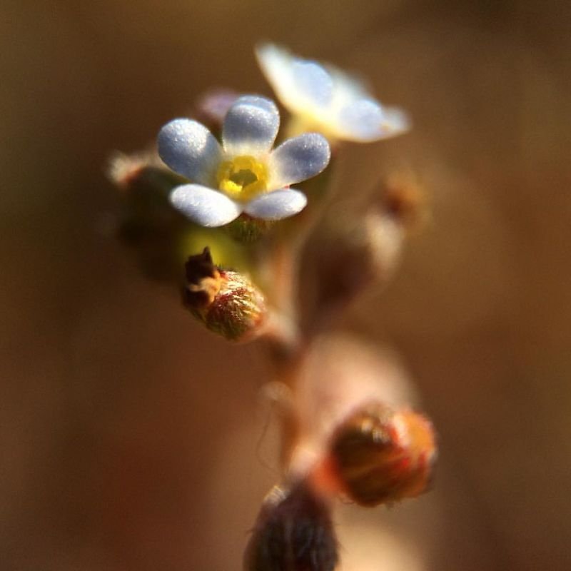 Valerian Root
