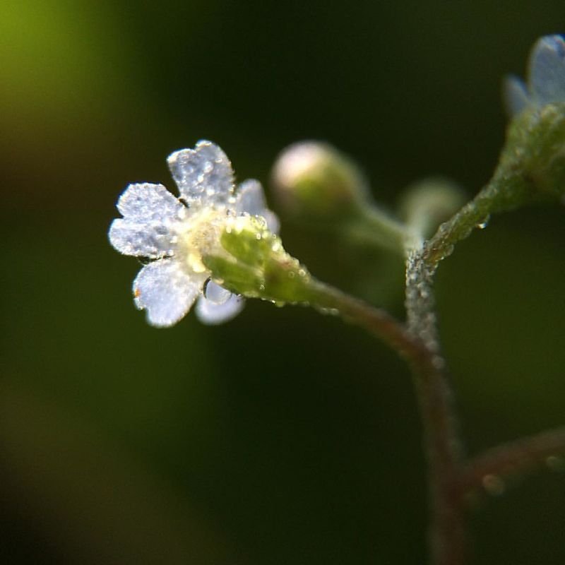 Chamomille