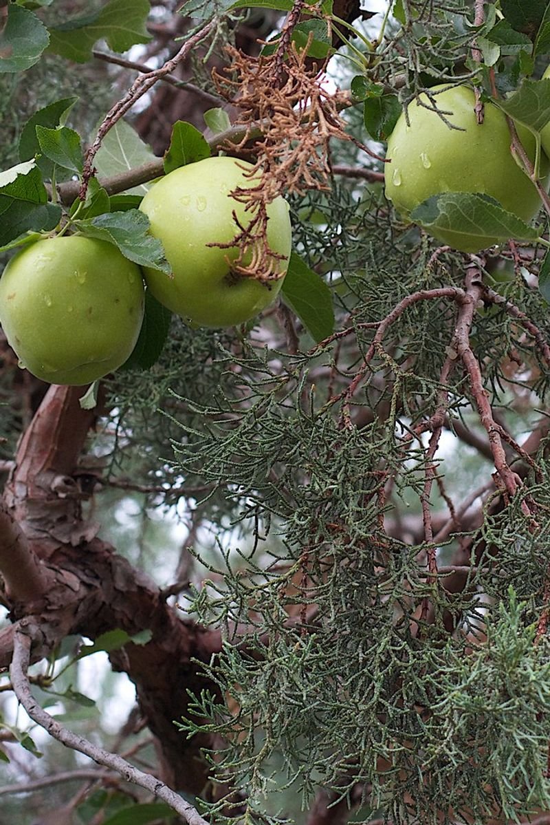 Amla Extract (emblica Officinalis)