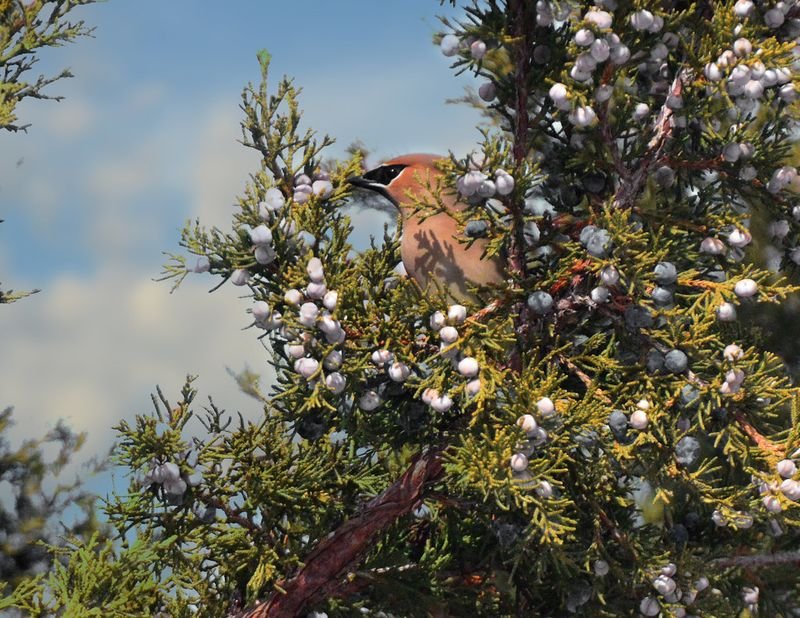 Cardinal