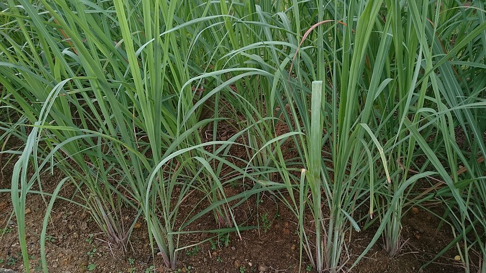 Citronella