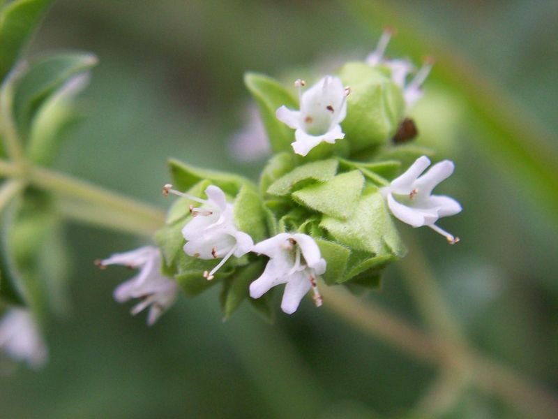 Tribulus Territris