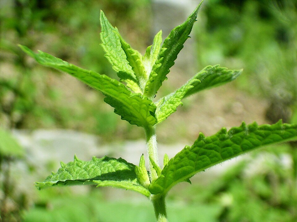 Motherwort Extraction Resin
