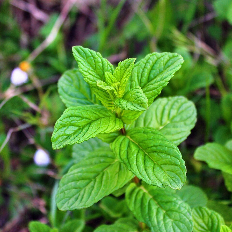 pepper