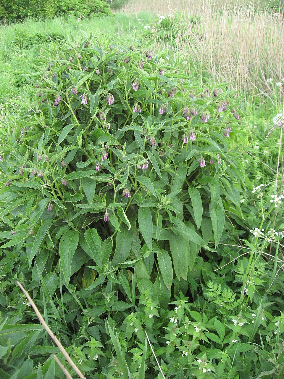 Alkanet Root, Ratan Jot