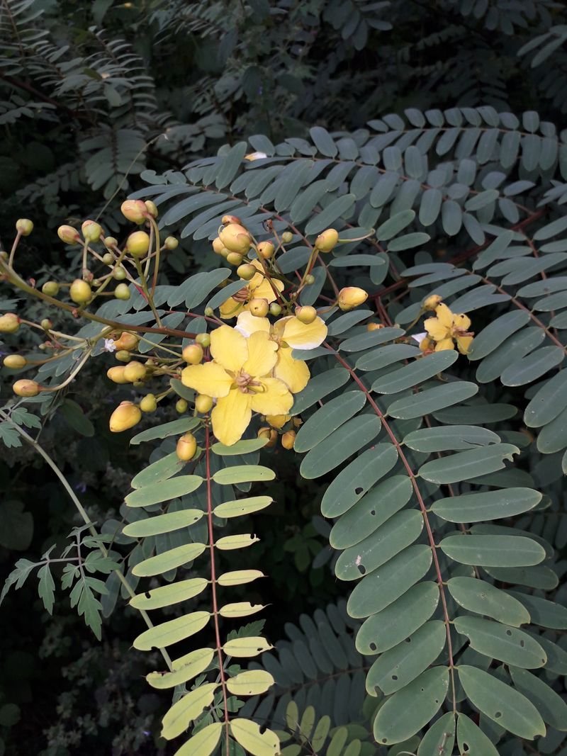 Boswellia Serrata
