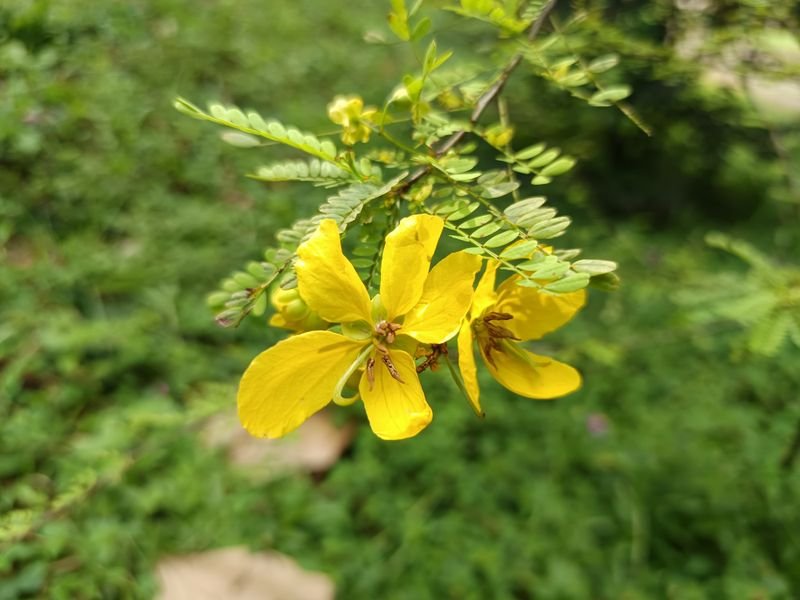 Senna extract 10%, 20%, 40%