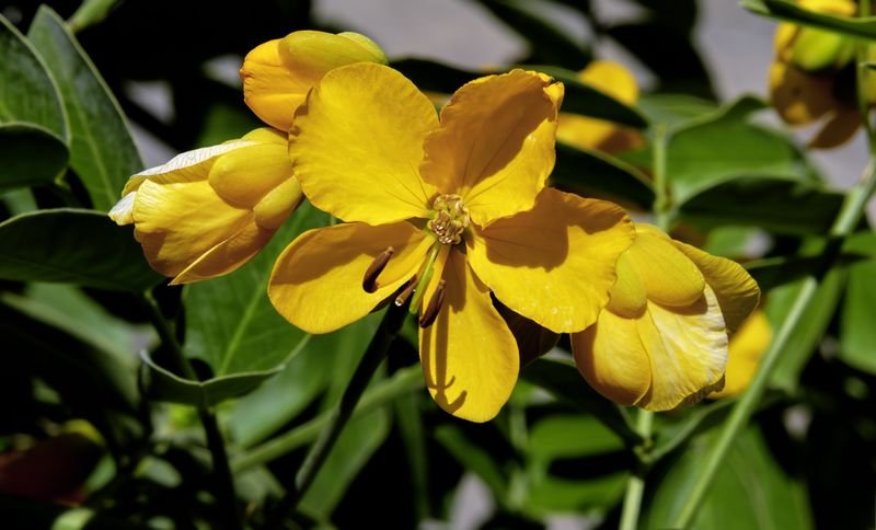 Hypericum