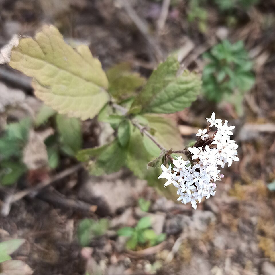 Stevia Leaves