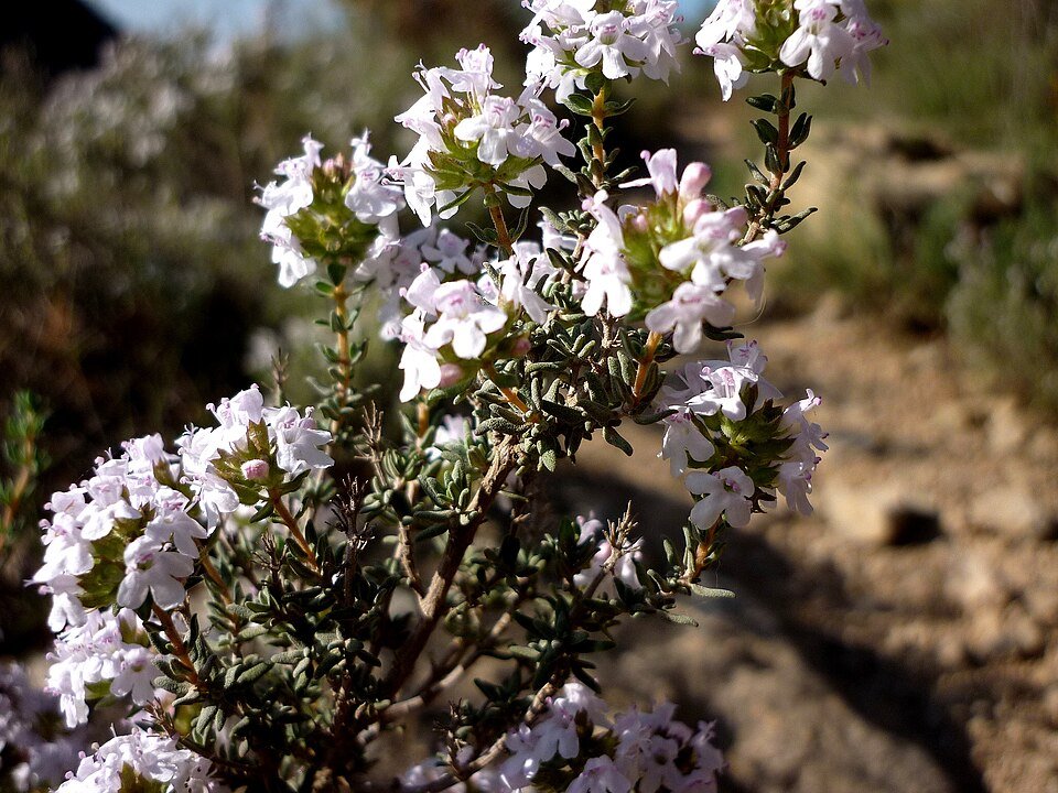 Limonium