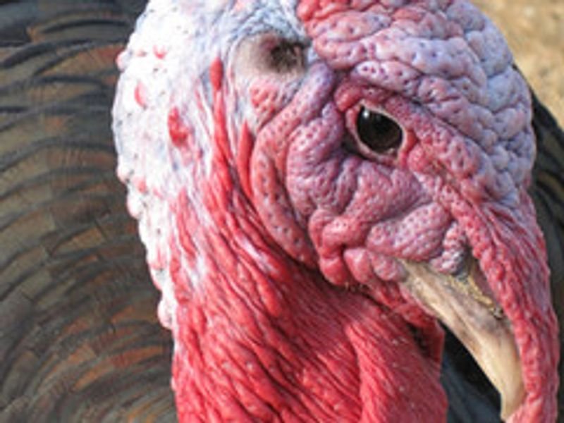Turkey red