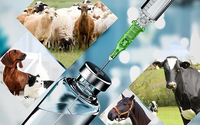 One-Step Bovine Brucella Ab Rapid Test
