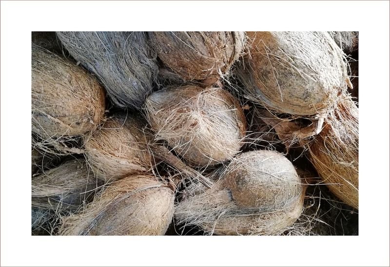 Semi Husked Coconut