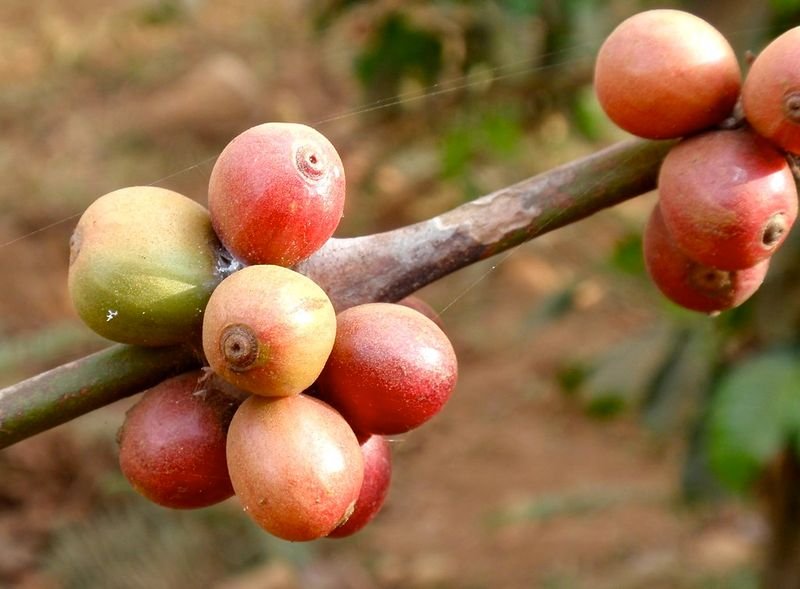 Robusta cherry