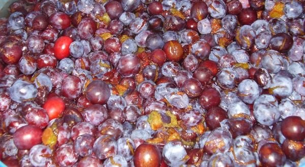 Rosehips, Fruit, Frozen