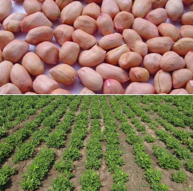 GROUNDNUT SEEDS