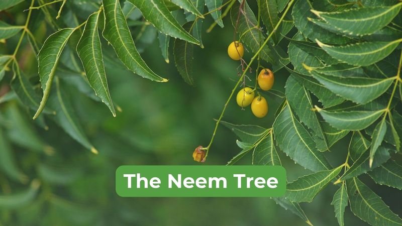 NEEM PLANT