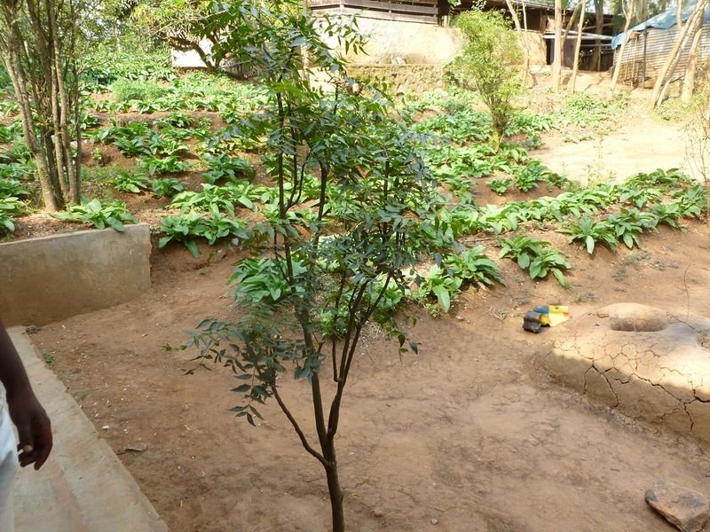 Neem Powder